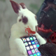 Image for article titled Kotaku 'Shop Contest: Better Than A Bunny Smartphone Case: The Winners!